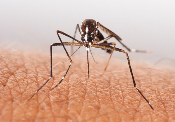 Medical - Mosquito