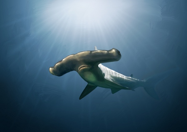 Animal - Hammerheard Shark