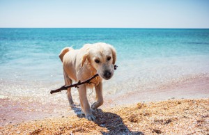 Pet Travel Insurance