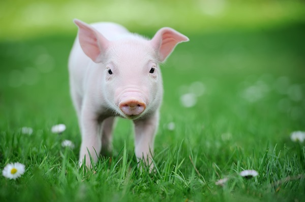 The Wag Brigade Cats Dogs Pig The Wag Brigade Cats Dogs Pig