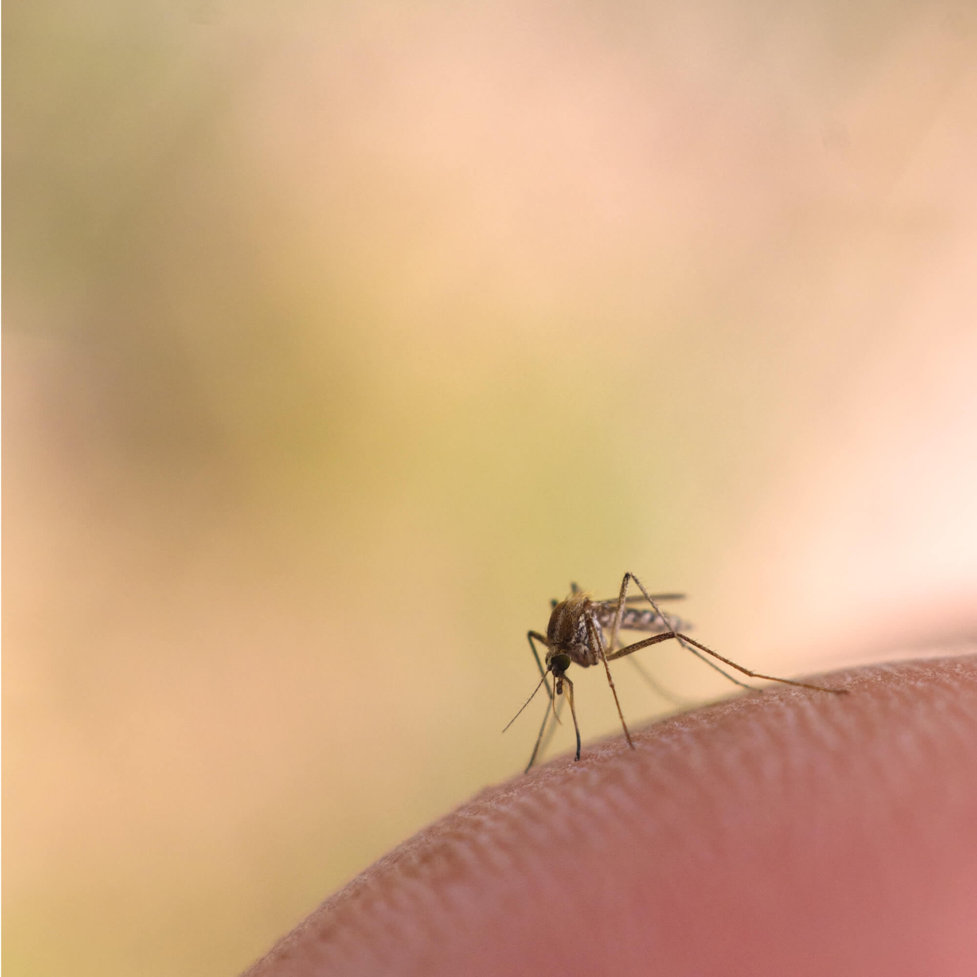 mosquito, finger