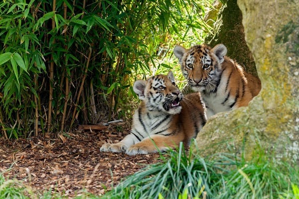 Tiger cubs