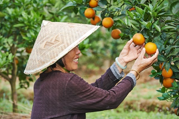 Volunteering farm work