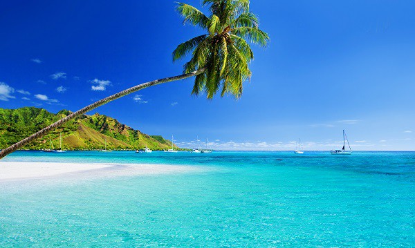 Hawaii beach palm tree