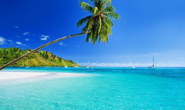 Destination-Hawaii-Beach-Palm-Tree