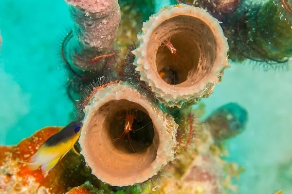 Scuba diving destinations