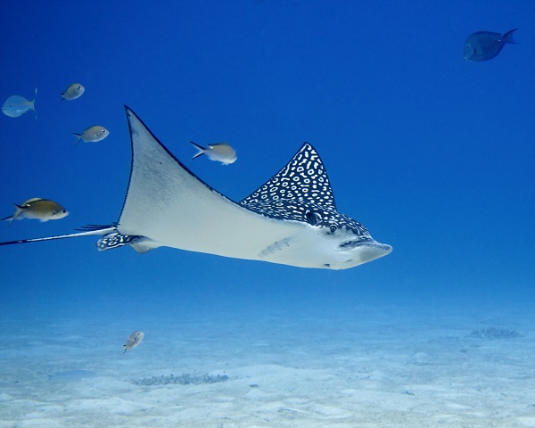 stingray in the cayman islands 