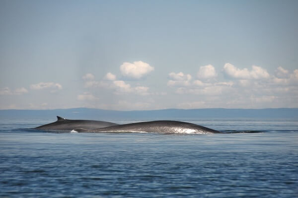 Saguenay-St. Lawrence Marine Park