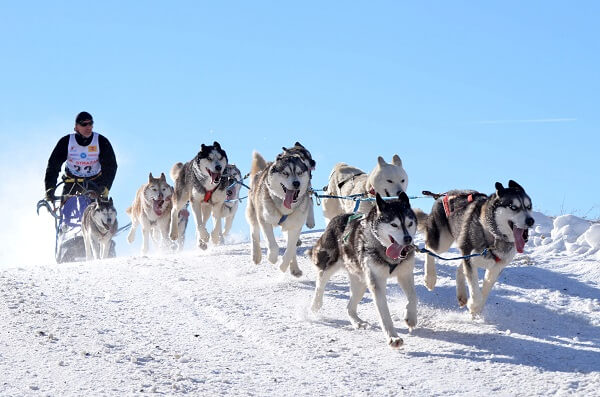 Activity-Husky-Dog-Sledging