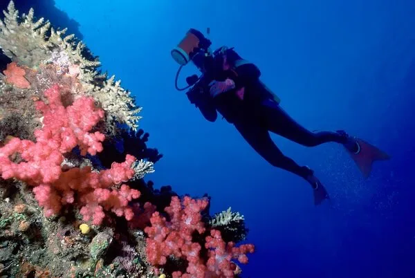 Activity-Scuba-Coral-Fiji