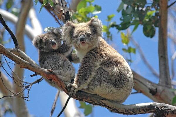 Animals-Koala-In-Tree