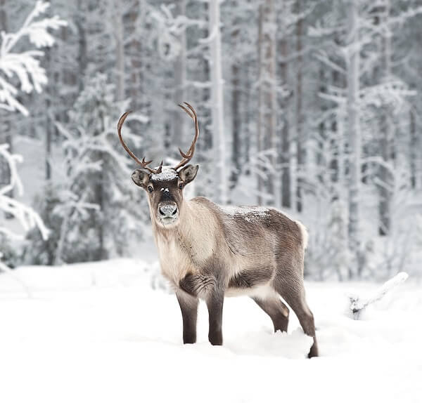 Lapland, Finland Reindeer